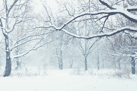 如画的风景的白雪皑皑的丛林