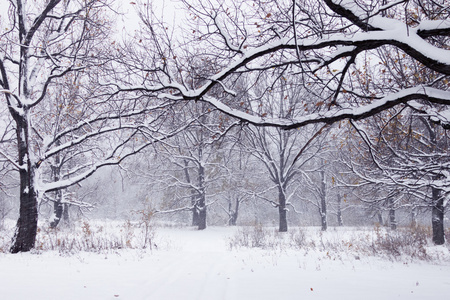 如画的风景的白雪皑皑的丛林图片