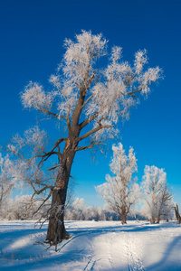 如画的风景的白雪皑皑的丛林