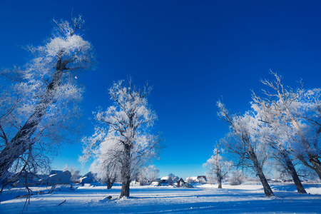 如画的风景的白雪皑皑的丛林图片