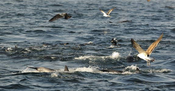 群海豚，在海洋中游泳