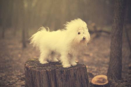 役犬种去年成为的旧照片