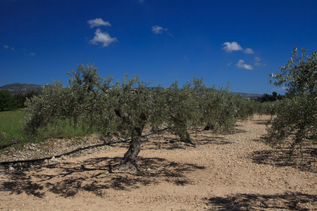 美丽的橄榄树林在夏天