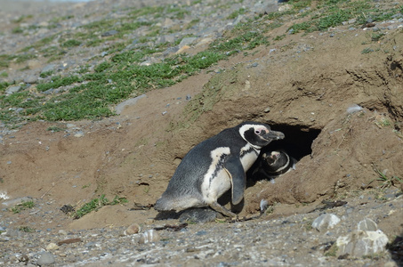 麦哲伦企鹅在企鹅圣马格达莱娜岛在麦哲伦海峡附近在智利南部的蓬塔阿雷纳斯