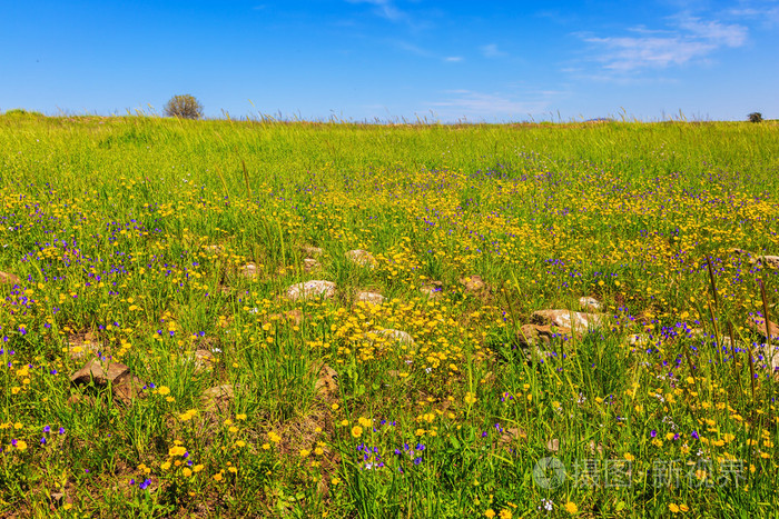 春天的鲜花和绿草