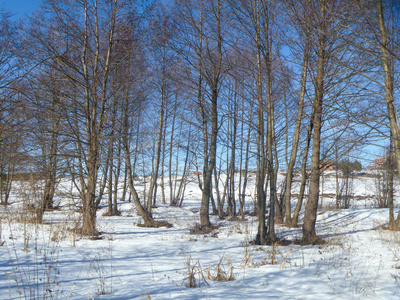 冬天木头在轮蓝色背景