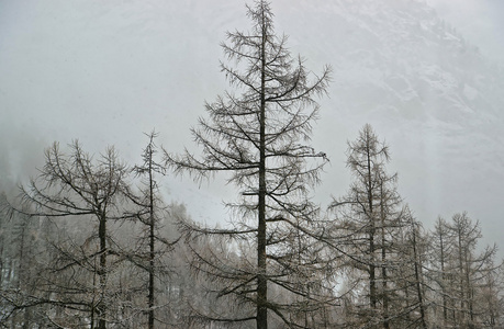 雪覆盖了采尔马特和冬天瑞士的雾