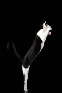 提高了黑色和白色东方猫在黑色的分离