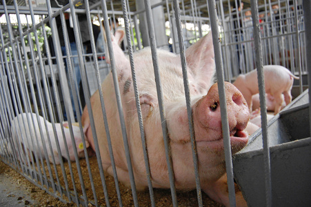 猪在笼子里.展览会照片