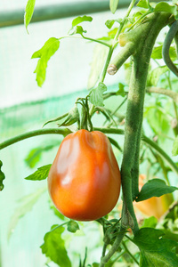 有机番茄的温室