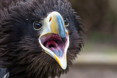 stellers 海鹰打哈欠照片