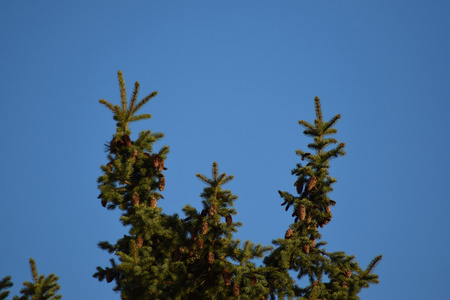 树顶对着蓝天。 绿色的树针。