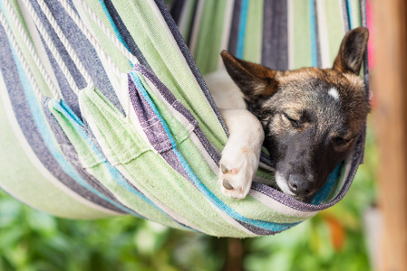 快乐的狗睡在吊床上条纹的特写