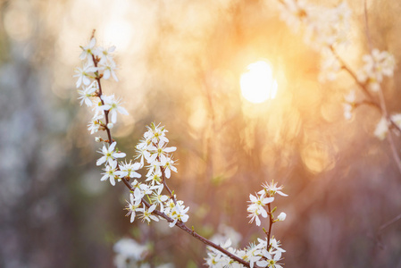 盛开的树枝与反对日落的白花。春天