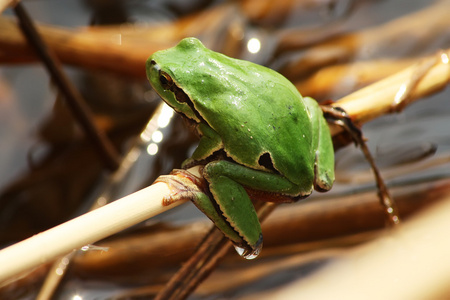 林蛙肉火腿绿色的青蛙,在树枝上照片