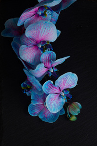 堆的紫兰花