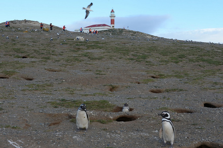 灯塔在企鹅圣马格达莱娜岛在蓬塔阿雷纳斯附近麦哲伦海峡岛 Magdalena.Magellanic 企鹅