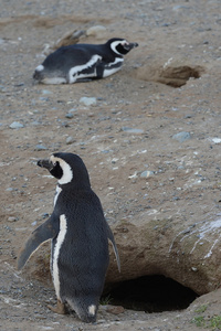 麦哲伦企鹅在企鹅圣马格达莱娜岛在麦哲伦海峡附近在智利南部的蓬塔阿雷纳斯