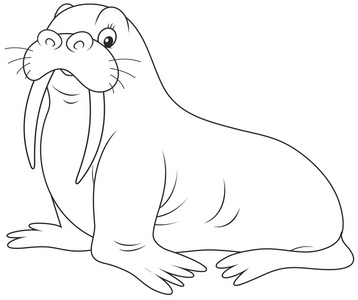 在白色背景上的海象照片