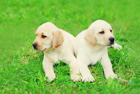 可爱两只幼犬犬拉布拉多猎犬躺在一起在草地上