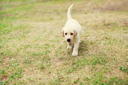 可爱的小狗小狗拉布拉多犬在草地上运行
