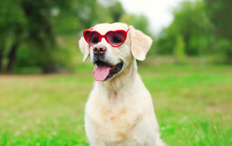 在夏季的一天在草地上太阳镜金色猎犬狗