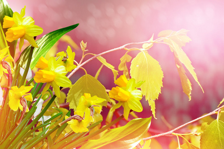 春天的风景和花照片