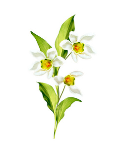 白色雪莲花图片-白色雪莲花素材-白色雪莲花插画-摄图新视界