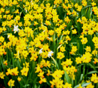 在伦敦黄花场性质和春天