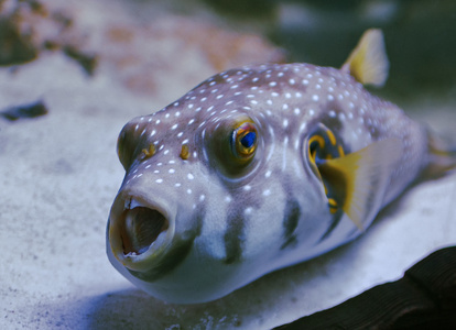 在水族馆的鱼