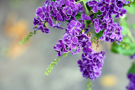 紫色的小花的特写