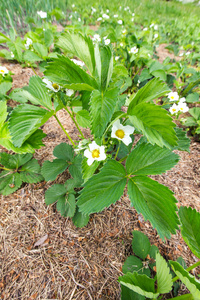 春天开花草莓