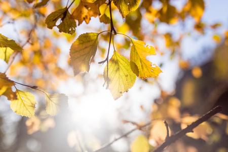 秋天的叶子在树枝上与太阳耀斑的天空