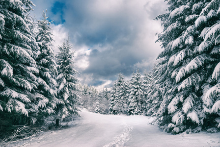 在喀尔巴阡山森林冬天视图