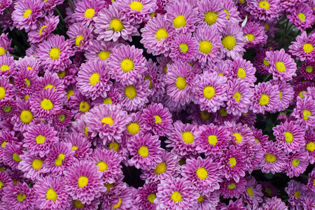 美丽的紫色雏菊花作为背景纹理