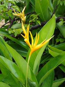 在多米尼加共和国种植的花