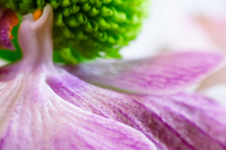 兰花花束的花瓣