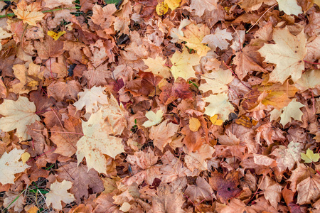 五颜六色的背景秋天枫叶在地面上