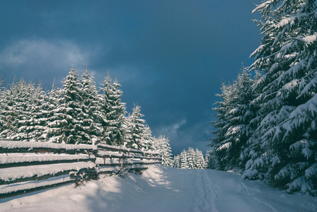 白雪覆盖的高山云杉森林