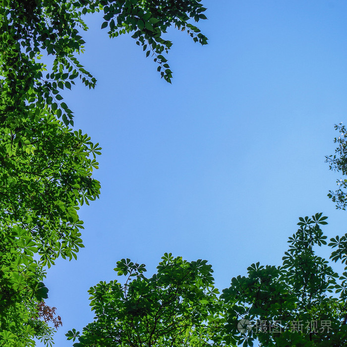 蓝蓝的天空绿色的树叶