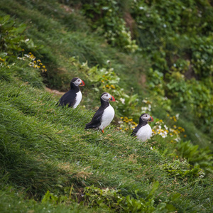 冰岛海雀在偏僻的小岛，冰岛，夏天，到 2015