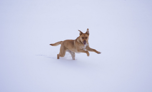 在白雪上奔跑的黄色狗