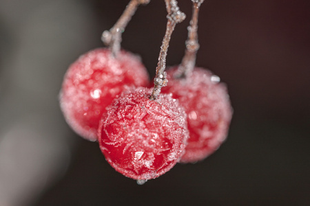 迷你南瓜, 日本金蛋向量集的新鲜蔬菜, 水果和浆果新鲜美味的水果