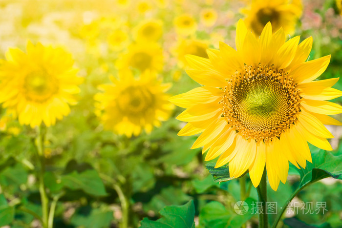 明若晓溪2冬日最灿烂的阳光_冬日里最灿烂的阳光_冬日最灿烂的阳光txt