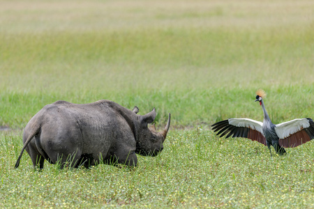犀牛和鸟类在战斗非洲