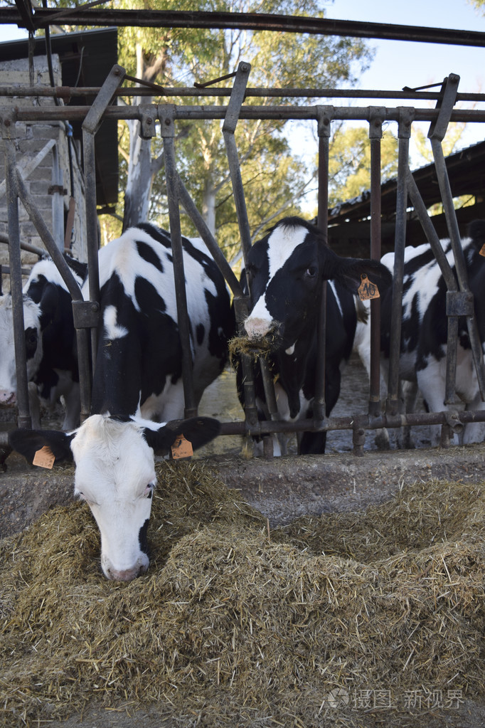 奶牛吃在槽 cattleshed