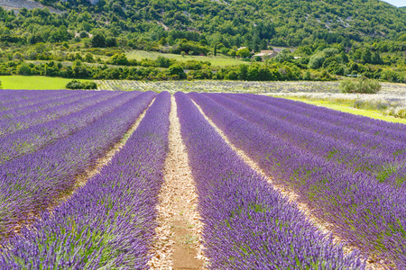 在普罗旺斯，法国的 valensole 附近的薰衣草田