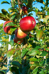 新鲜健康的红苹果在果园里的一棵树上。农业在秋天