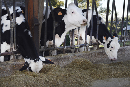 饲料槽奶牛吃在槽 cattleshed照片