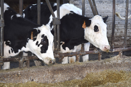 饲料槽奶牛吃在槽 cattleshed照片